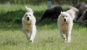 chien de protection des troupeaux