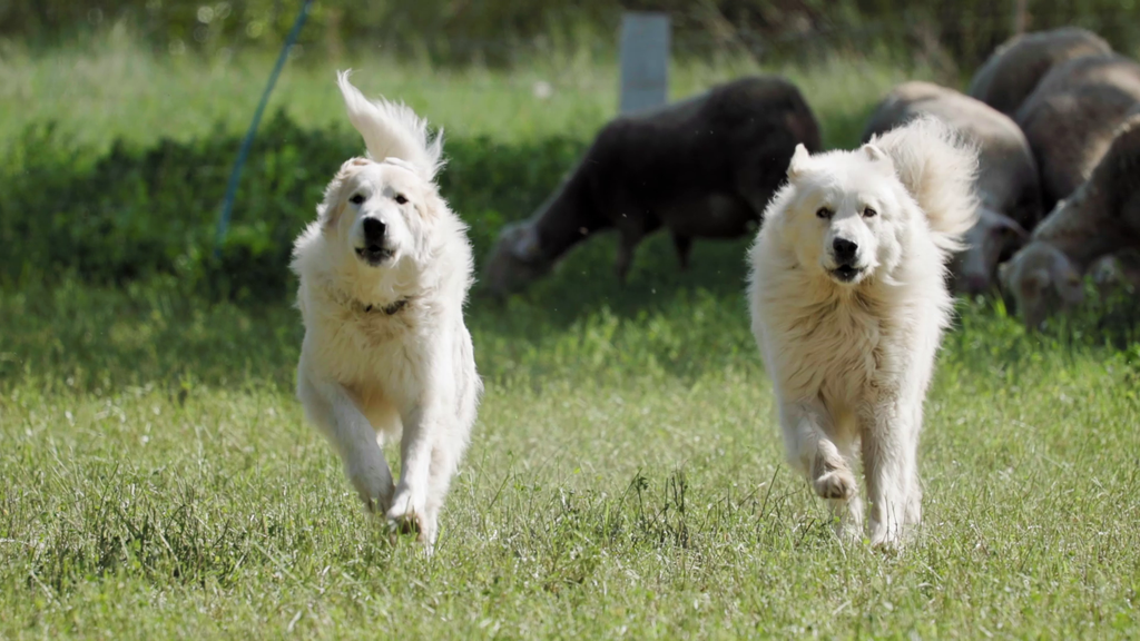 chien de protection des troupeaux